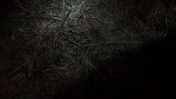 Nocturnal Reptiles of New South Wales Instructional Video