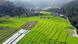 Aerial view from drone paddy terraces field with hut in green season of Thailand. Stock Footage
