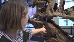 CLEAN : Sotheby's to auction one of the most complete T-Rex skulls ever discovered News Clip