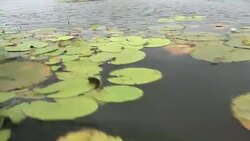 Boating through lily pads Stock Footage