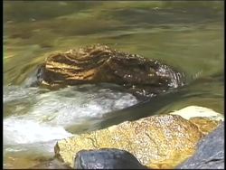 Using Light: Diffraction Instructional Video