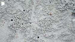 Crabs on the beach at the sea Stock Footage