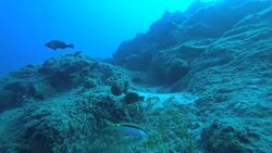 Colorful and Black Fishes Are at The Deep Stock Footage