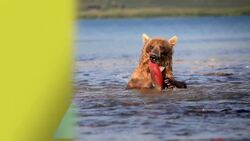 Energy in an Ecosystem Instructional Video