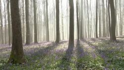 CLEAN : A burst of colour fills Belgian forest as wild hyacinths bloom News Clip