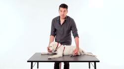 How to Clip Your Puppy's Nails Instructional Video