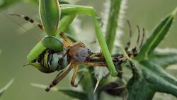 Mantis religiosa eating a wasp spider (Argiope bruennichi) Stock Footage