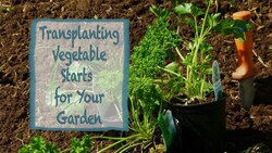How To Transplant Vegetable Starts for Your Garden Instructional Video