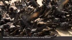 Mumbai's pigeons linked to increase in lung disease News Clip
