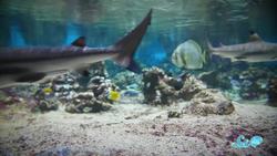 Why You’re More Afraid of Sharks Than Cows Instructional Video