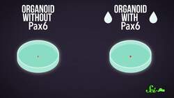 We Found a Bunch of New Eye Color Genes | SciShow News Instructional Video