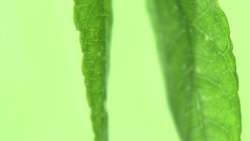 Owl's Fascinating Facts: Archer Fish Instructional Video