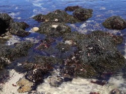 Cadenas alimenticias: productores consumidores y descomponedores Instructional Video