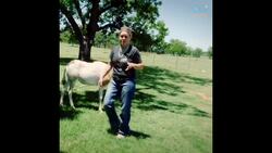 Veterinarian’s Home is Wildlife Rescue for Animals of All Kinds - Daily Diversion Instructional Video