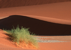 Natural Selection - Survival of the Fittest Instructional Video