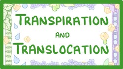 GCSE Biology - Transport in plants - Translocation (Phloem) and Transpiration (Xylem) #51 Instructional Video