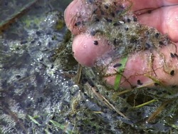 Ciclos de vida: recapitulando Instructional Video