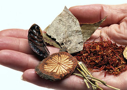 Las plantas y la medicina Instructional Video