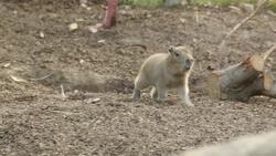 Medical Checkups For These Capybaras Can Be Tough But Also Really Fun! Instructional Video