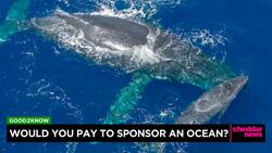 Paying to Sponsor an Ocean News Clip