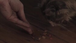 How to Train Your Cat to Behave Instructional Video