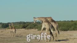 Zoo Animals for Kids! Learn all about Zoo Animals Instructional Video