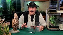 7 Cool Facts & Care Tips for Goliath Birdeater Tarantulas Instructional Video