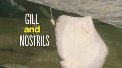 You Have to Check Out How This Stingray Eats! Instructional Video