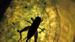 Insect Stock Footage