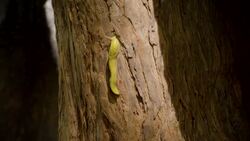Why These Banana Slugs Are Key to Helping Forests Grow Instructional Video