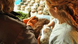 Exploring an Organic Mushroom Farm: Wild and Cultivated Varieties Instructional Video