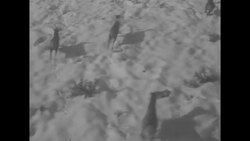 Annual round-up of some 2000 elk herded onto Oak Creek Game Range News Clip