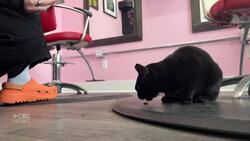 Cut, colour and cats: This Gander salon is helping these kitties find their furever home News Clip