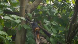Zookeepers Are Hoping These Two Tamarins Are Going to Expand Their Family Instructional Video