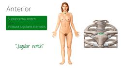Female body surface anatomy Instructional Video