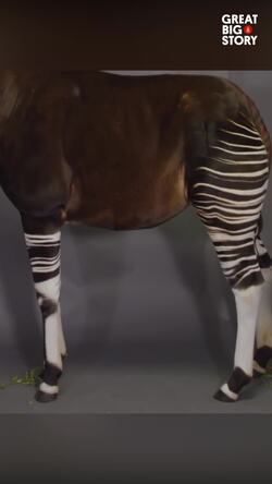 The okapi, Africa's forest gem and giraffe's only relative Instructional Video