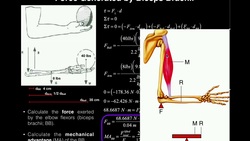 Biomechanics | Torque Problem #1 (Elbow Joint) [Biceps Force, Mech. Adv., Joint Reaction Force] Instructional Video