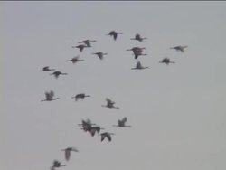 What Is a Bird?: Video Review Instructional Video