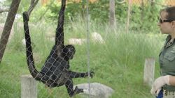 A Spider Monkey Who Has Seasonal Allergies Just Like Humans Instructional Video