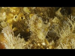 Phylum Entoprocta: The Goblet Worms Instructional Video