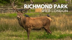 Wildlife of Richmond Park Instructional Video