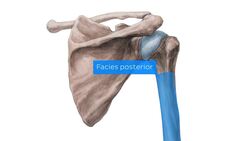 Humerus und Scapula Instructional Video