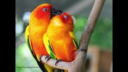 TED: For the love of birds | Washington Wachira Instructional Video