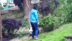 Giant panda cub falls from tree News Clip