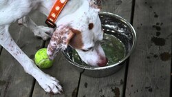 Learn Spanish with Pictures A Thirsty Dog Instructional Video