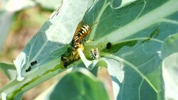 Wasp decomposed caterpillar, separated headboard moves strongly Stock Footage