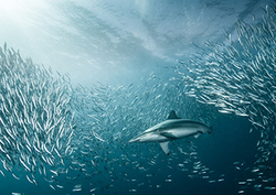 Pyramid of numbers Instructional Video