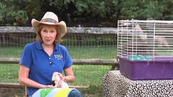 Pros & Cons of Pet Guinea Pigs Instructional Video