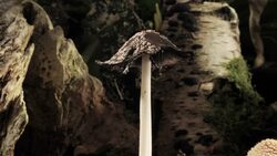 Magpie fungus growing, timelapse Stock Footage