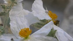 Crab Spider on white poppy Stock Footage